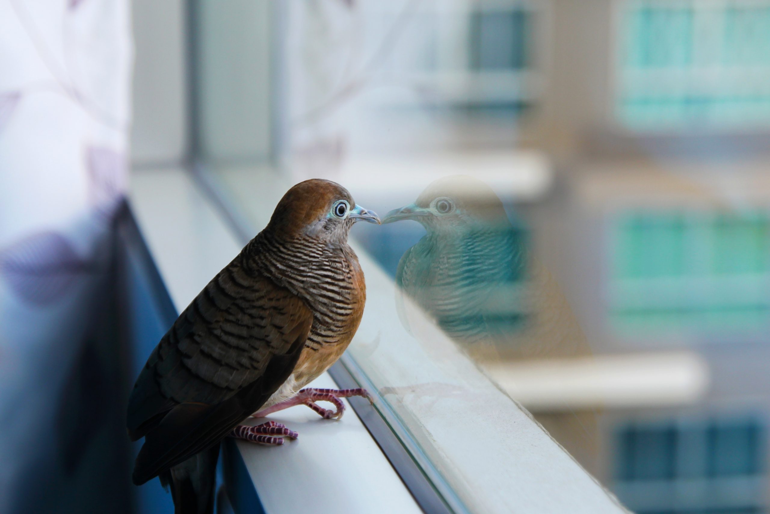 bird strike prevention window tint austin san antonio